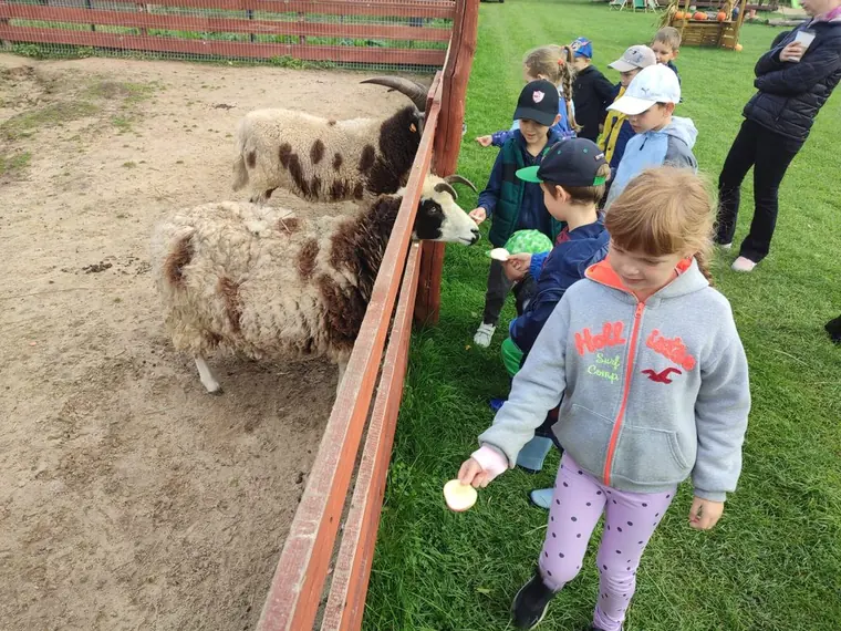Dzieci obserwują owce za drewnianym ogrodzeniem podczas wizyty w mini zoo.
